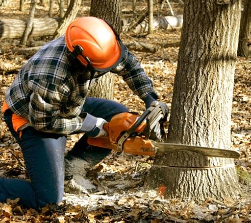 Tree Removal in Collyer, KS